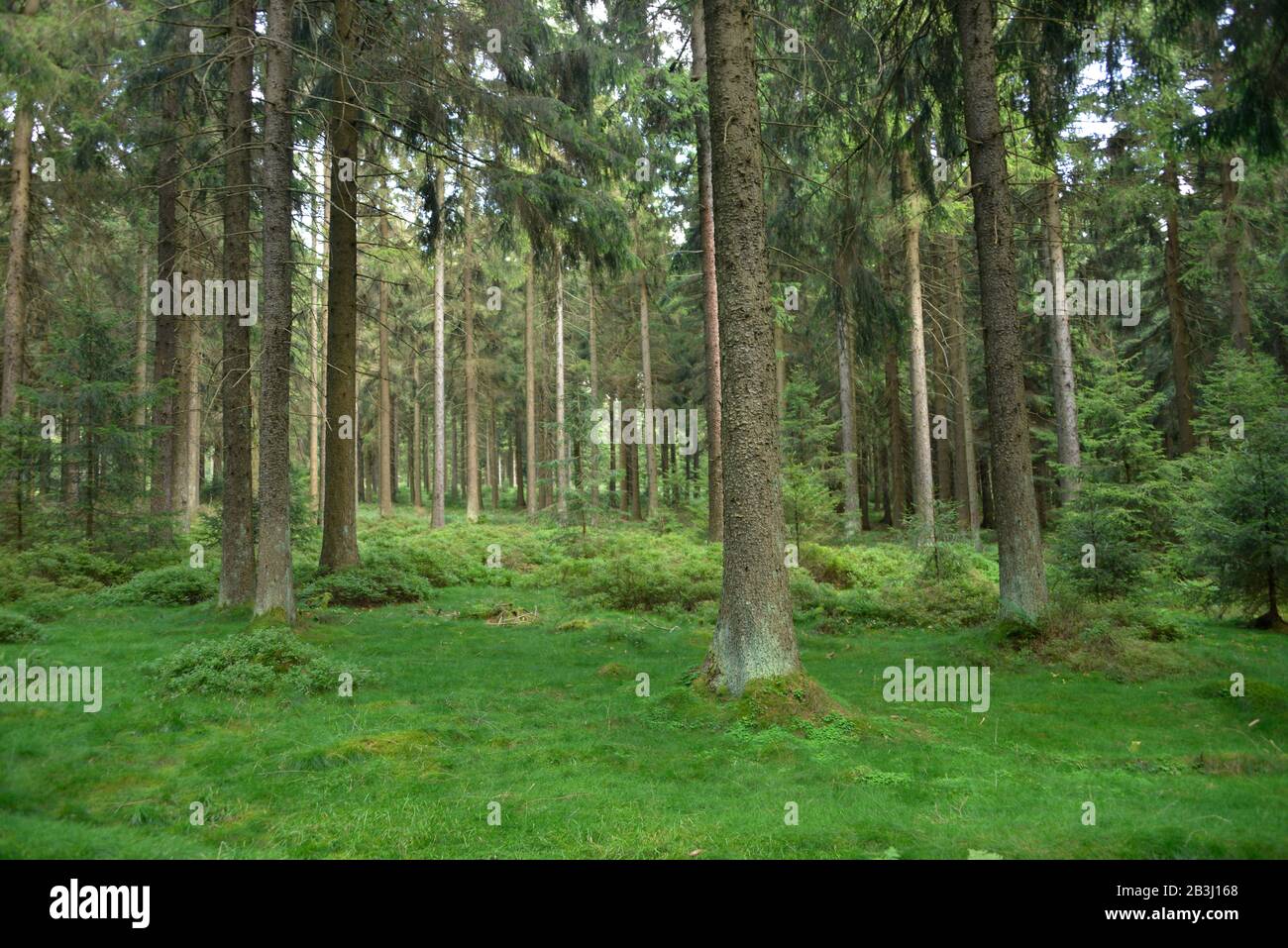 Wald, Masserberg, Thueringer Wald, Thueringen, Deutschland Stock Photo