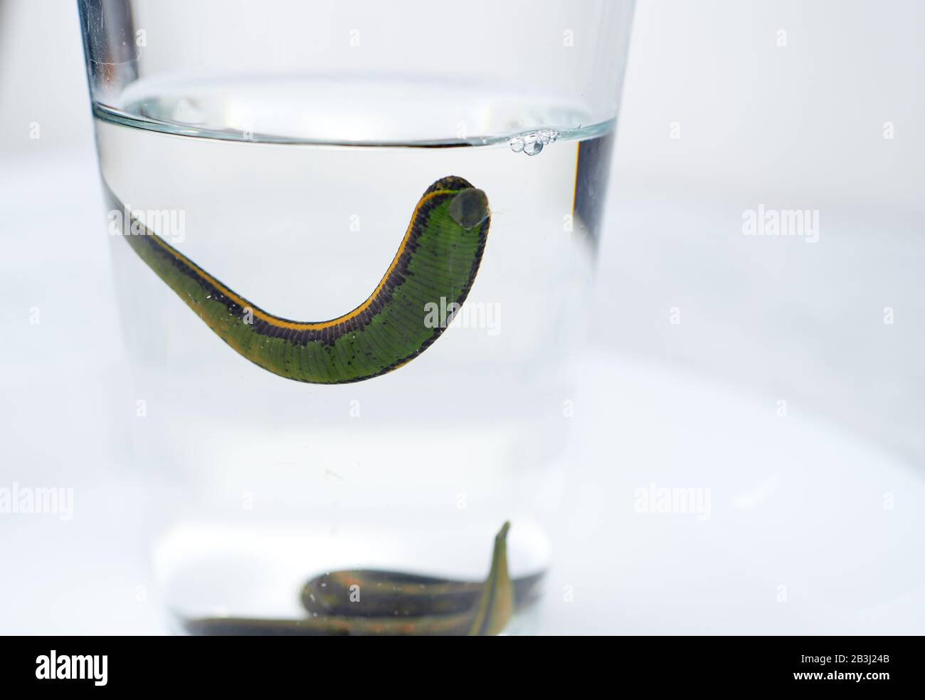 Hirudotherapy. Medical leeches in water before therapy Stock Photo