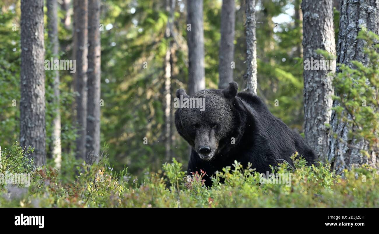 Brown bear in the summer forest. Front view. Green forest natural ...