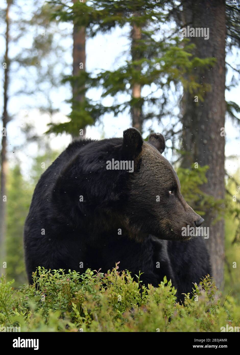 Brown bear in the summer forest. Green forest natural background ...