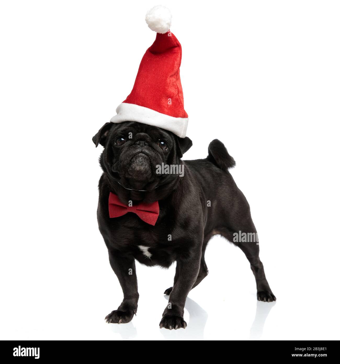 Boxer dog puppy santa hat hi-res stock photography and images - Alamy