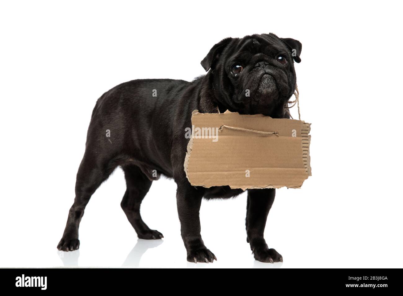 Lovely black pug begging and looking forward while having a sign around his  neck and standing on white studio background Stock Photo - Alamy, image size:1300x956