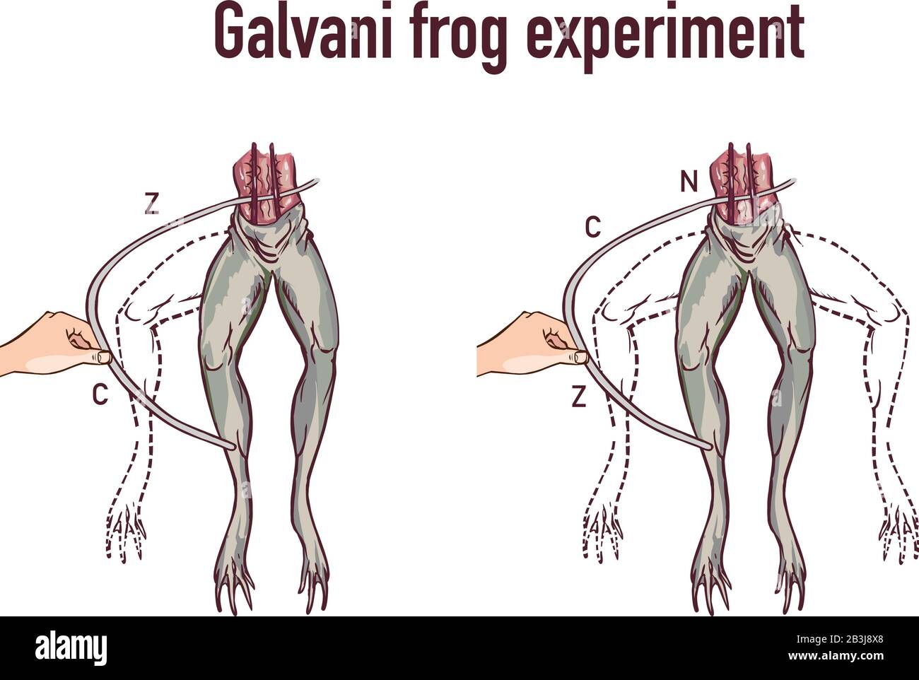 Galvani experiment with frog legs vector illustration Stock Vector