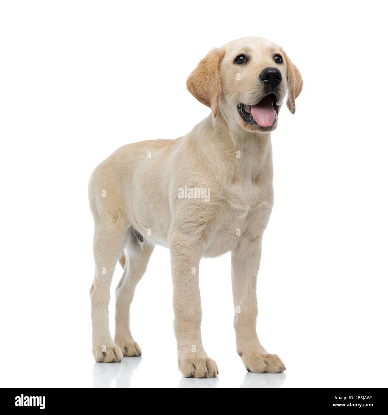 full body picture of a happy panting labrador retriever puppy standing