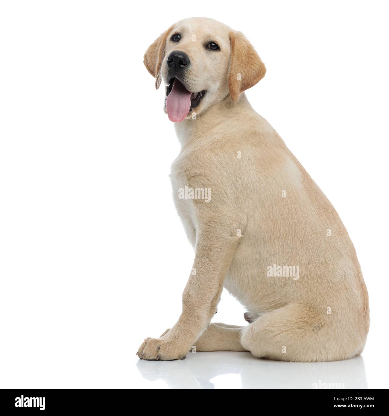 side view of a happy panting labrador retriever puppy dog sitting ...