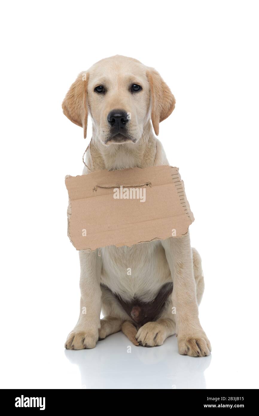 How Big Is A Lab Puppys Neck