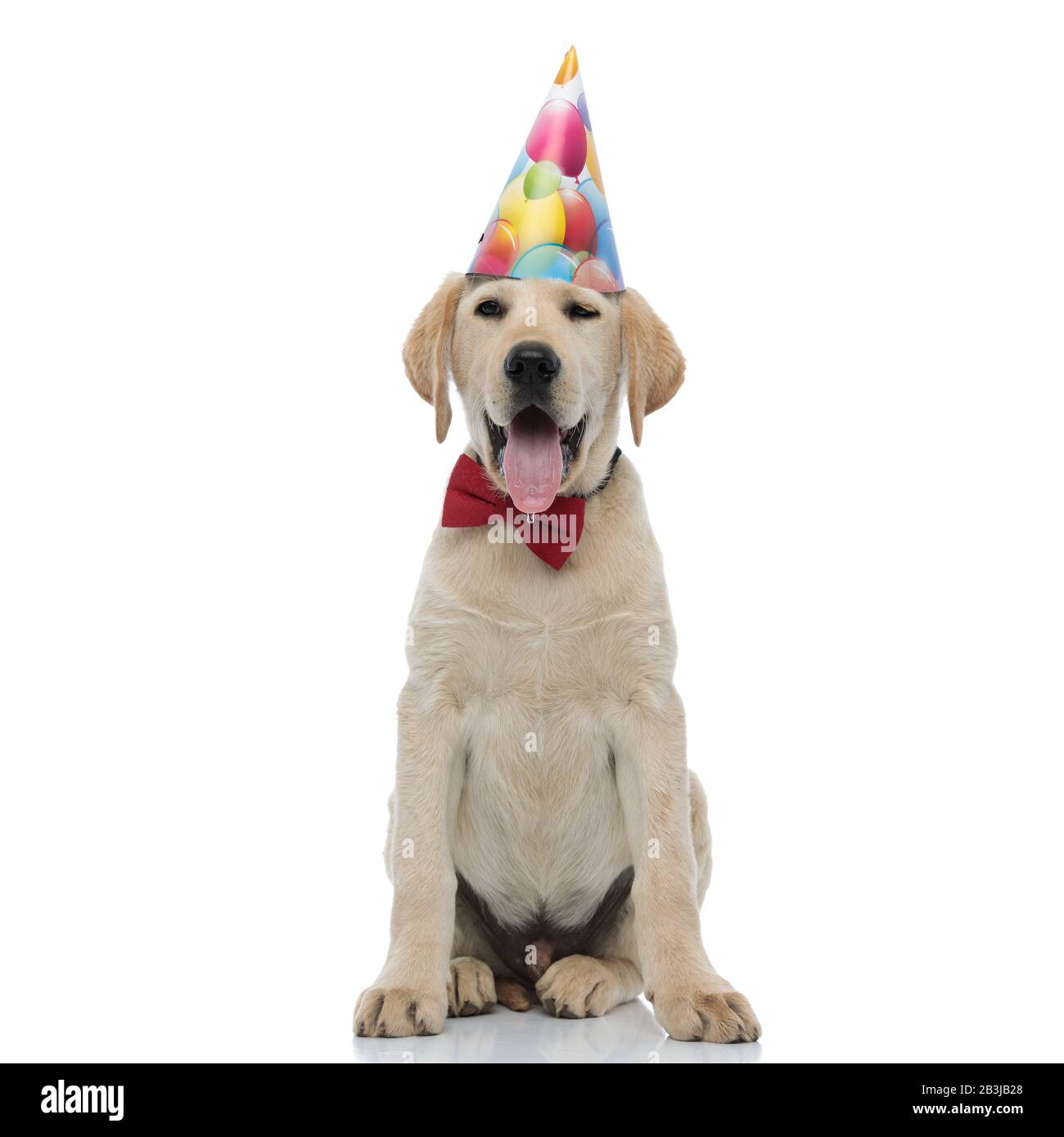 cute labrador retriever wearing red bow tie and party hat, sits on ...