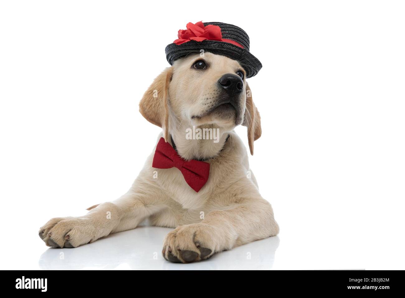 labrador retriever puppy lies down and looks up to side while wearing ...