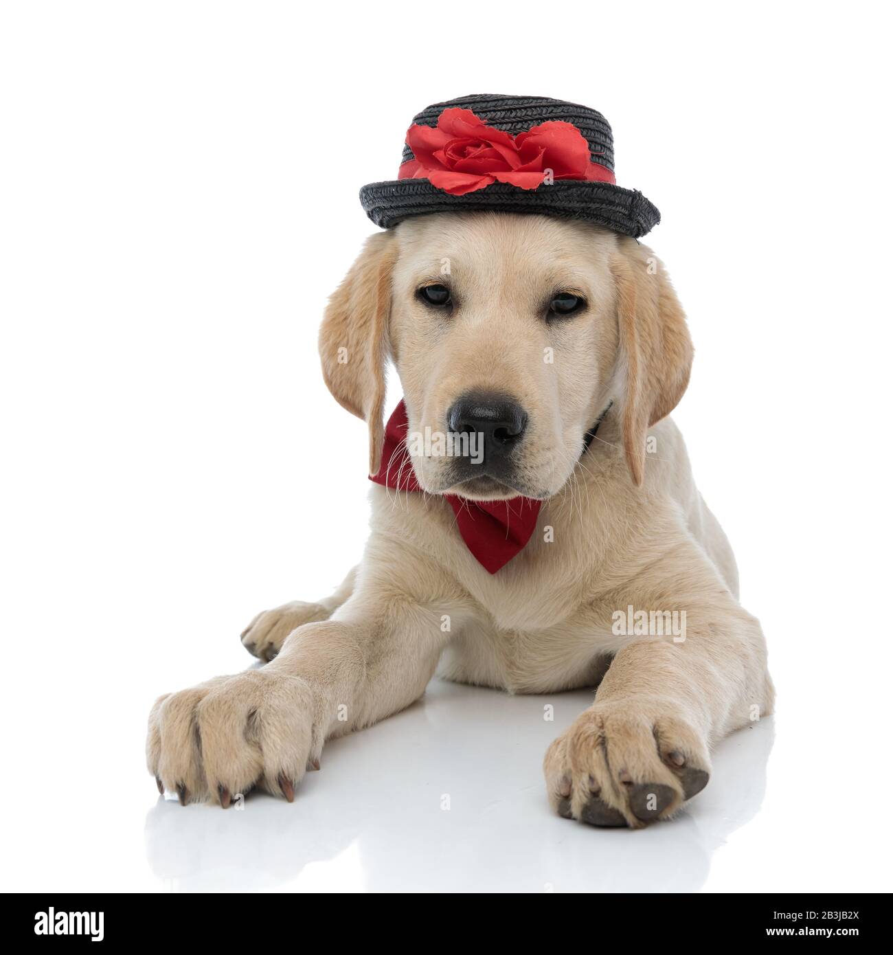 young labrador retriever puppy wearing hat and bow tie is lying down on ...