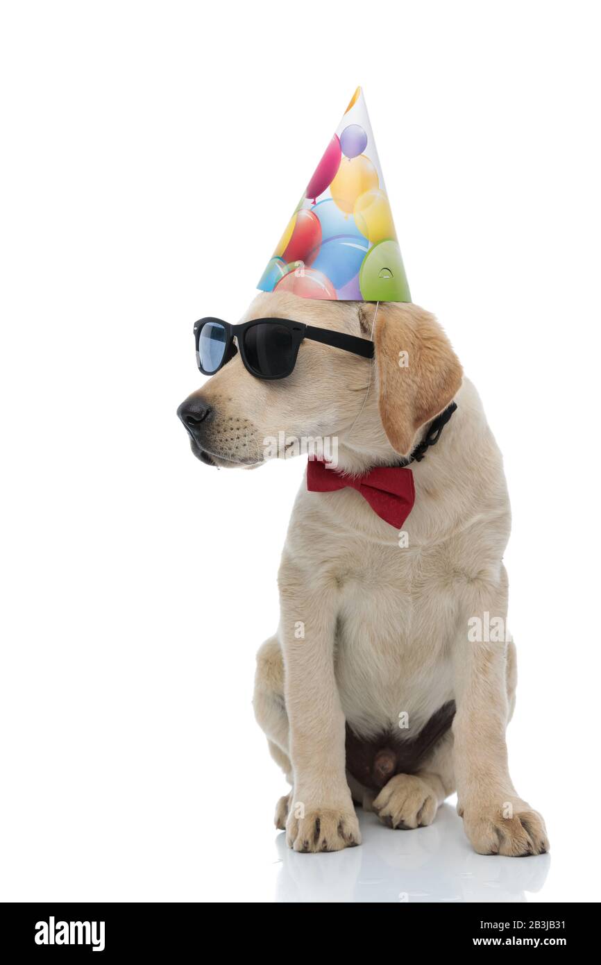 adorable labrador retriever puppy wearing birthday costume looks away ...