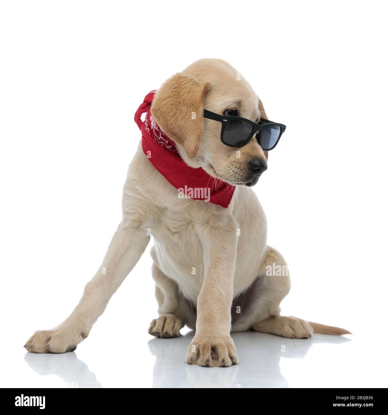 adorable labrador retriever puppy wearing sunglasses and red bandana ...