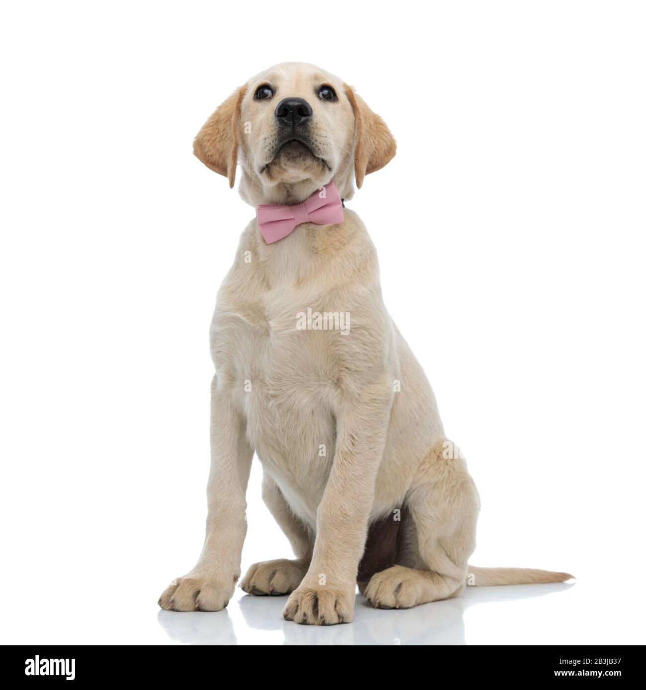 solemn looking seated labrador retriever puppy wearing pink bow tie on ...
