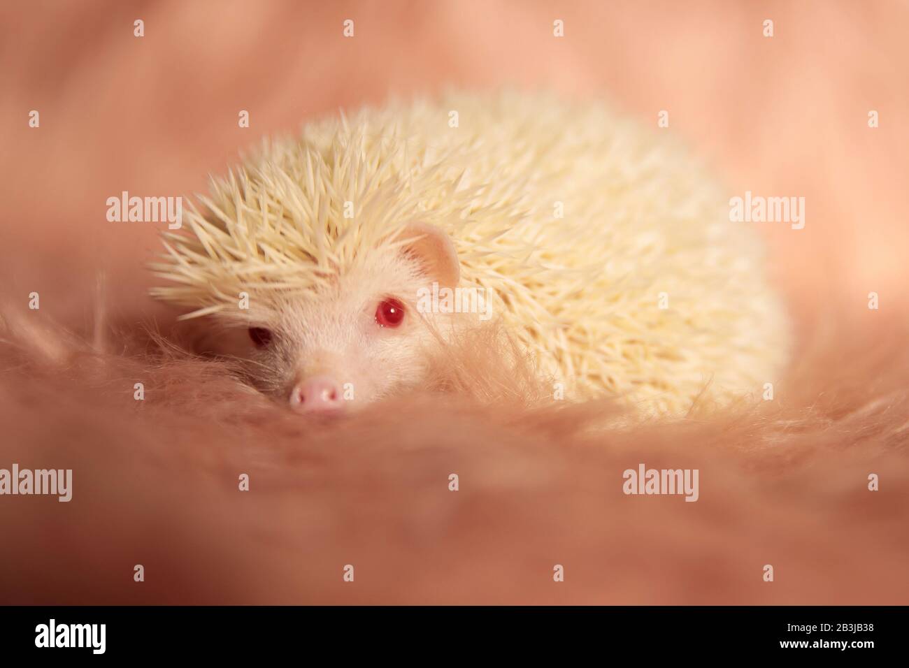 delightful tiny hedgehog laying down and resting head on the fluffy fur underneath it on pink soft studio background Stock Photo