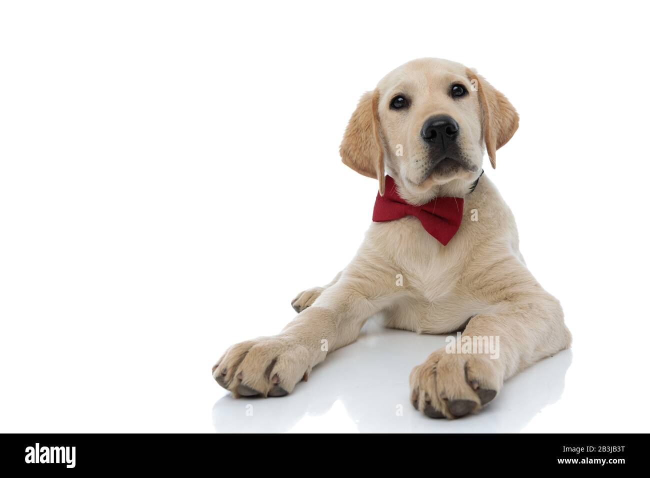 elegant labrador retriever puppy wearing red bowtie is lying down on ...