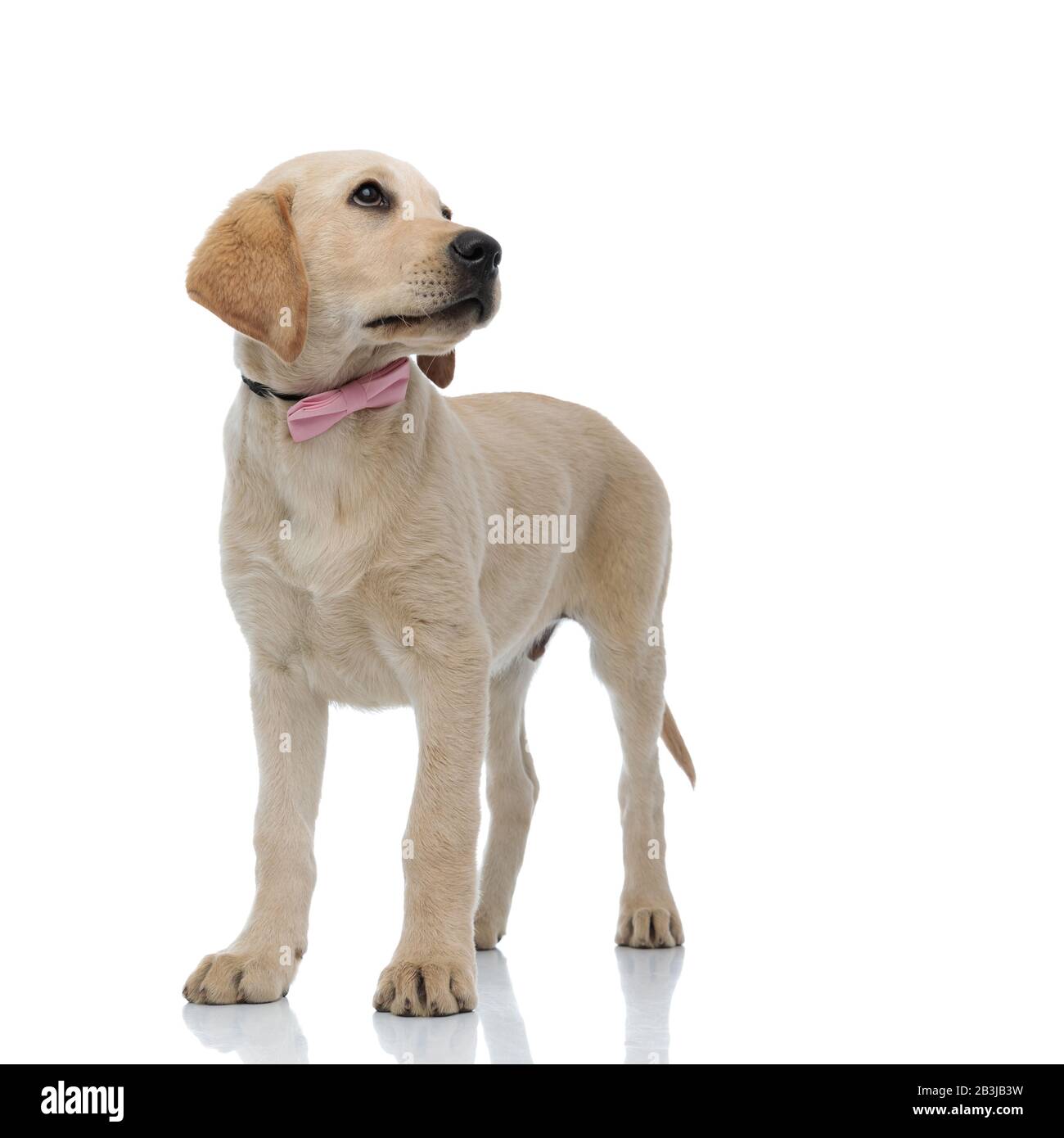 cool labrador retriever puppy wearing pink bow tie is standing and ...
