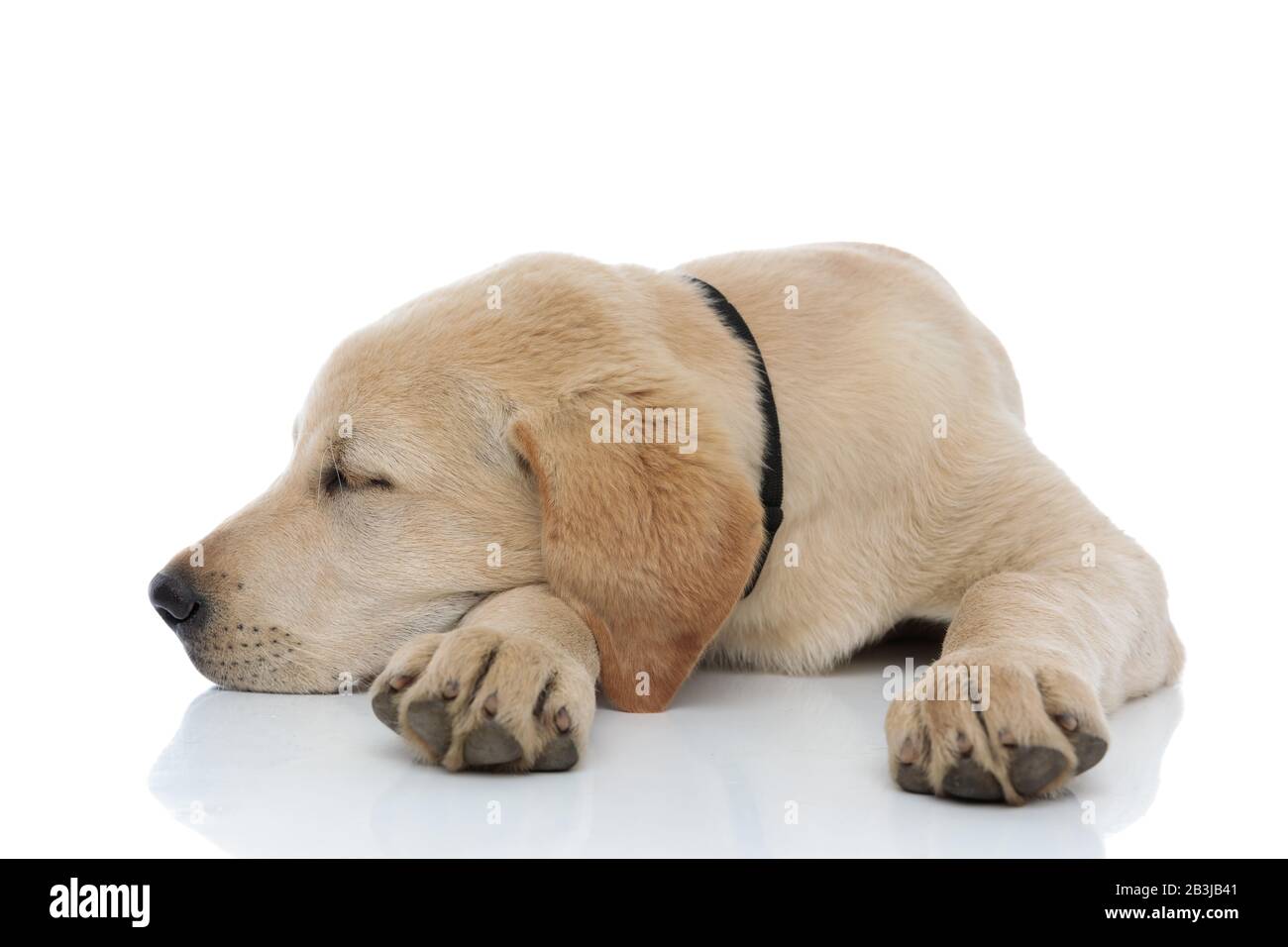 adorable labrador retriever puppy takes a nap with head on its paw on white background Stock Photo