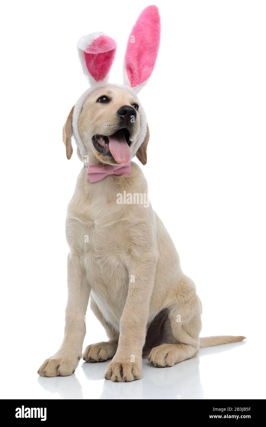 panting labrador retriever wearing easter bunny costume looks to side ...