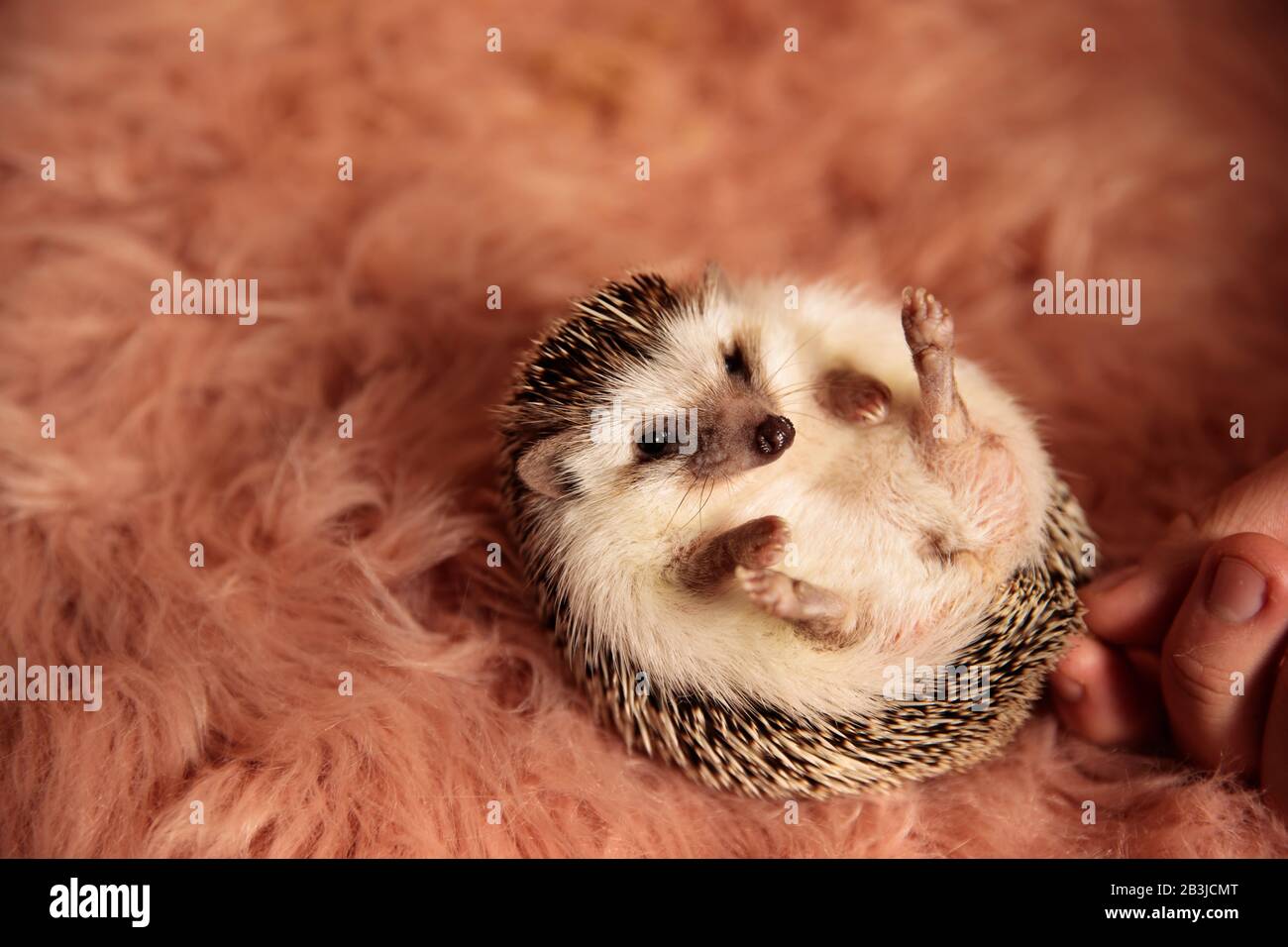 delightful tiny hedgehog laying down on back and cuddling while grabbed by its spines on pink soft background Stock Photo