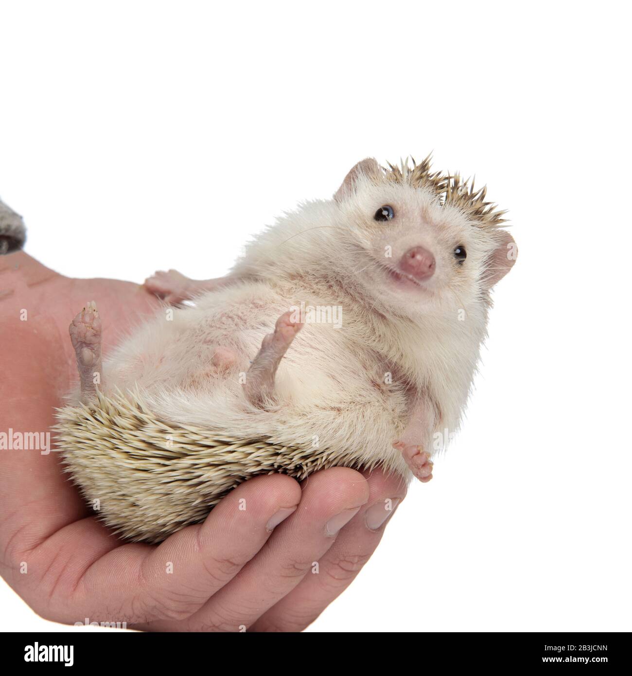 adorable hedgehog being held in palm with legs in the air on white background in studio, full body Stock Photo