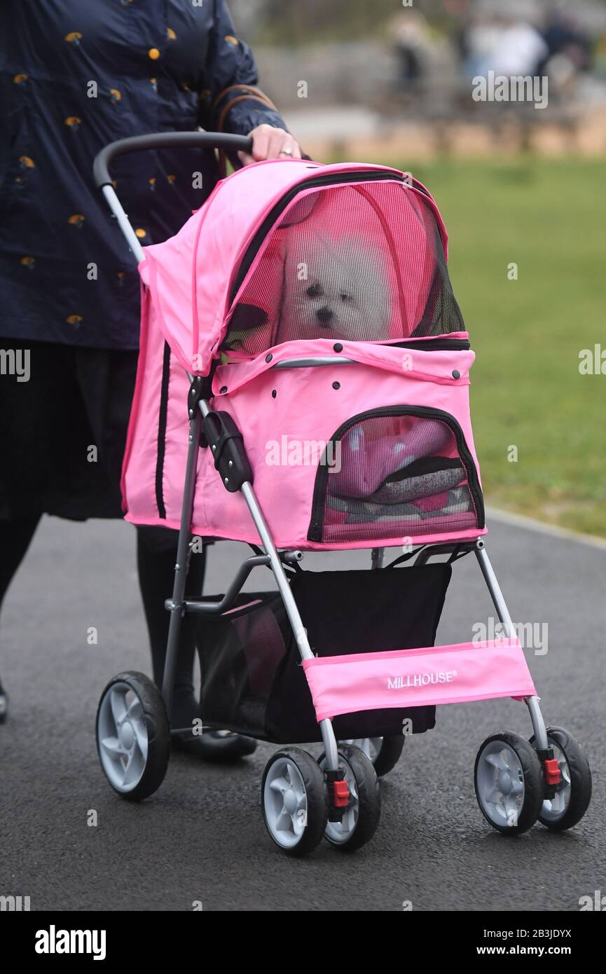 A dog in a pet travel stroller arrives at the Birmingham National Exhibition Centre (NEC) for the first day of the Crufts Dog Show. Stock Photo
