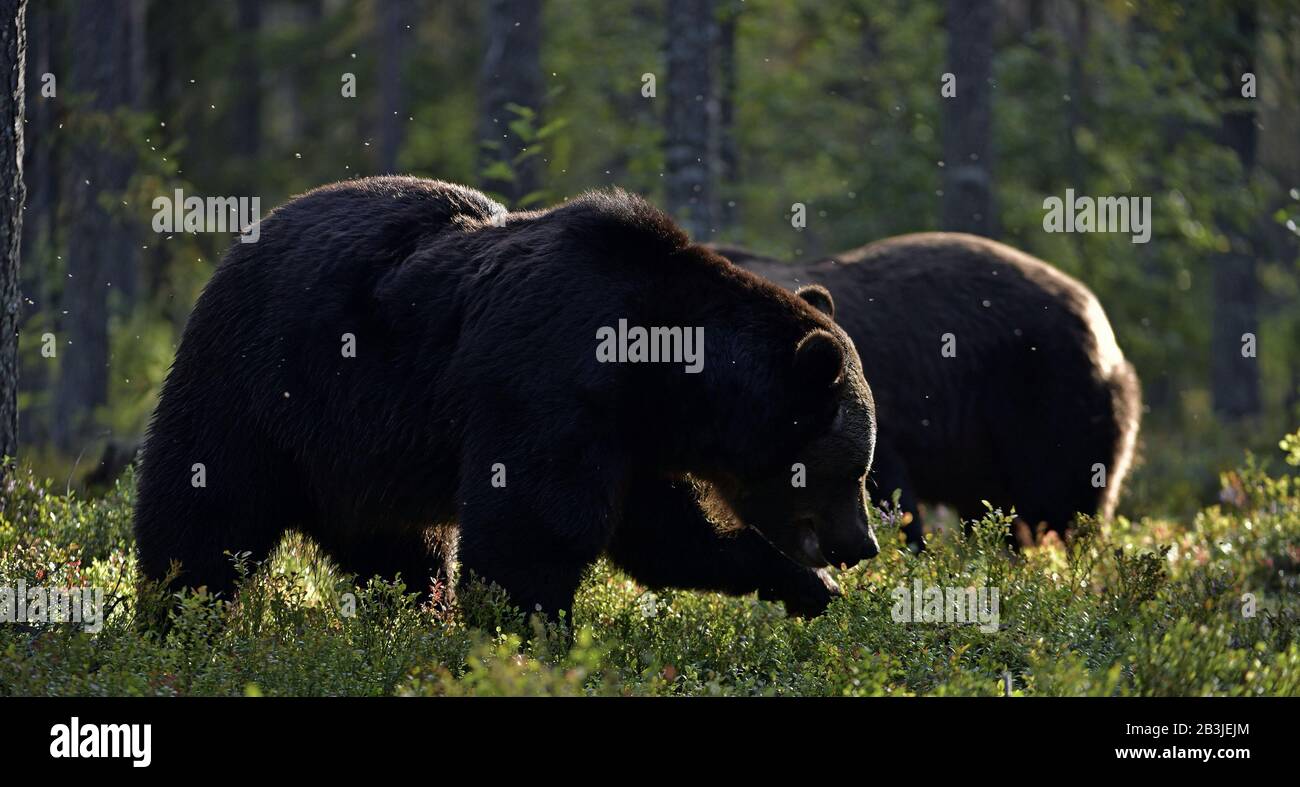 Brown bear in the summer forest at sunset. Green forest natural ...