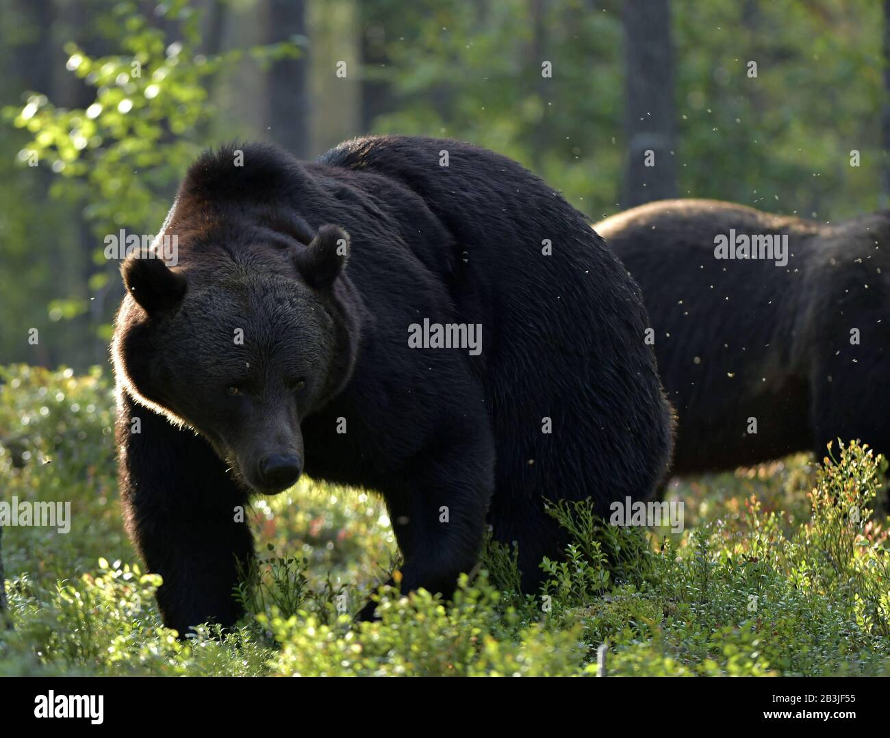 Brown bear in the summer forest at sunset. Green forest natural ...