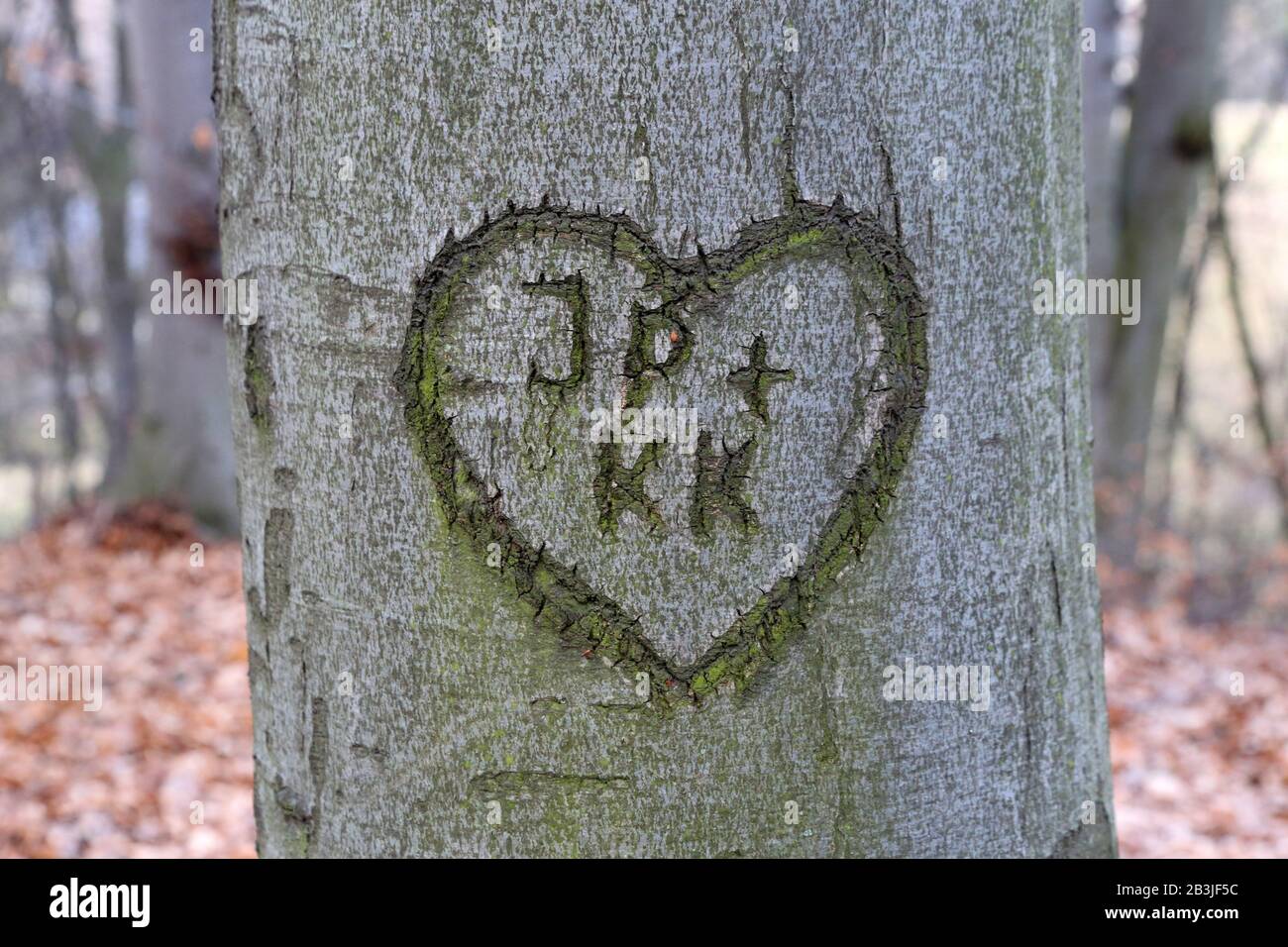 Initials of the couple in love in heart carved into tree trunk Stock Photo