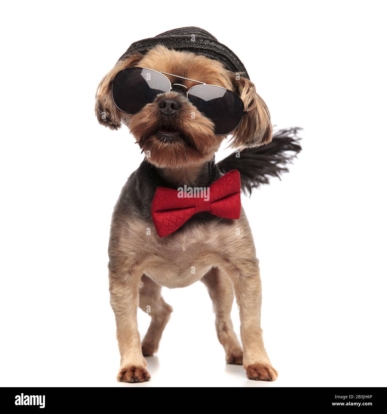 adorable yorkshire terrier wearing sunglasses, red bowtie and black hat ...