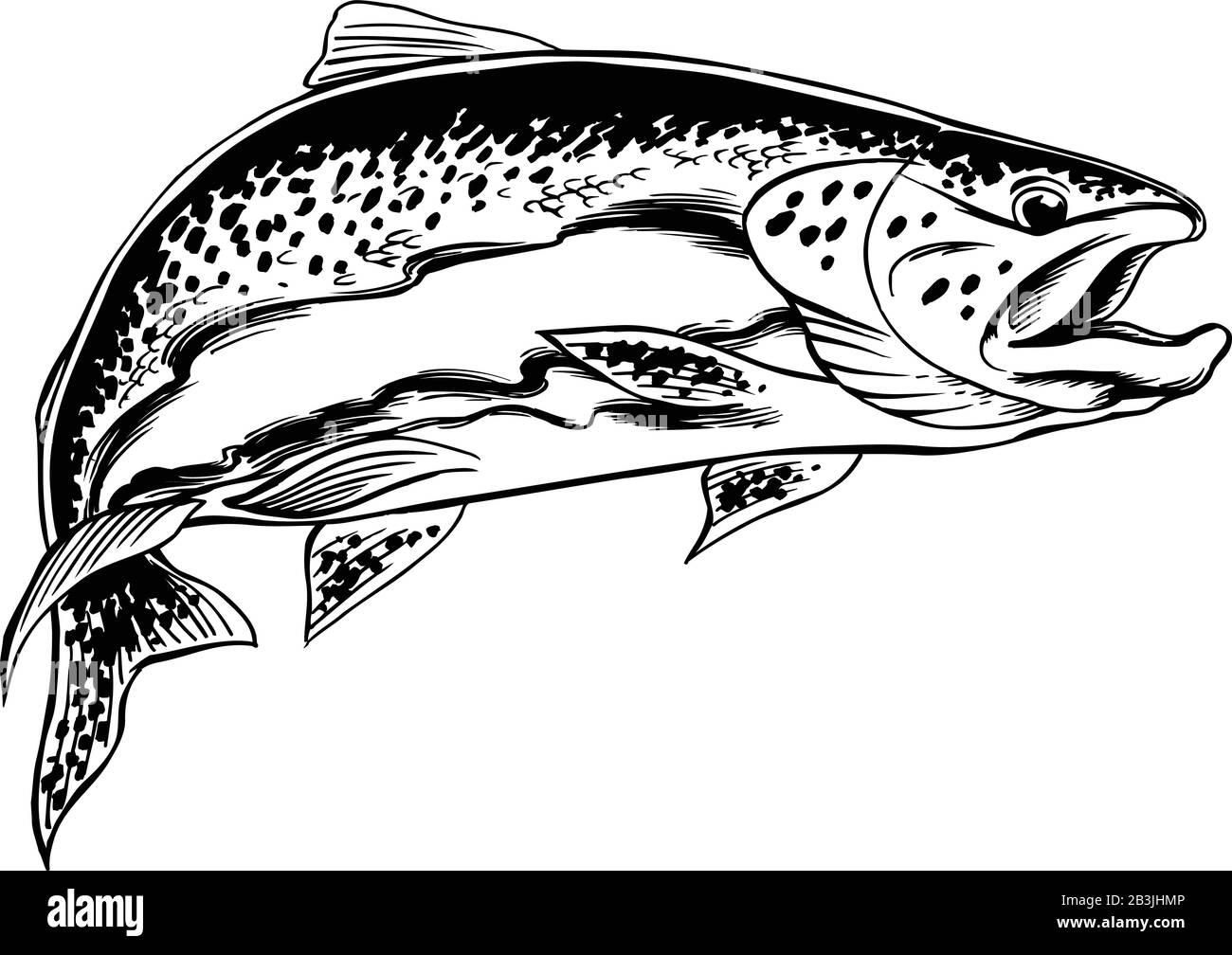Steelhead trout Black and White Stock Photos & Images - Alamy