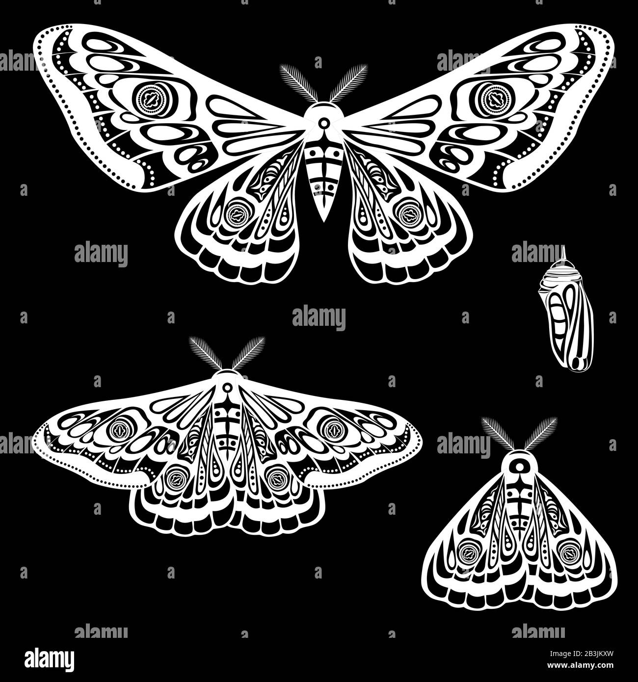 Night moth, butterfly pupa. Vector illustration. Various butterfly poses, open and closed wings