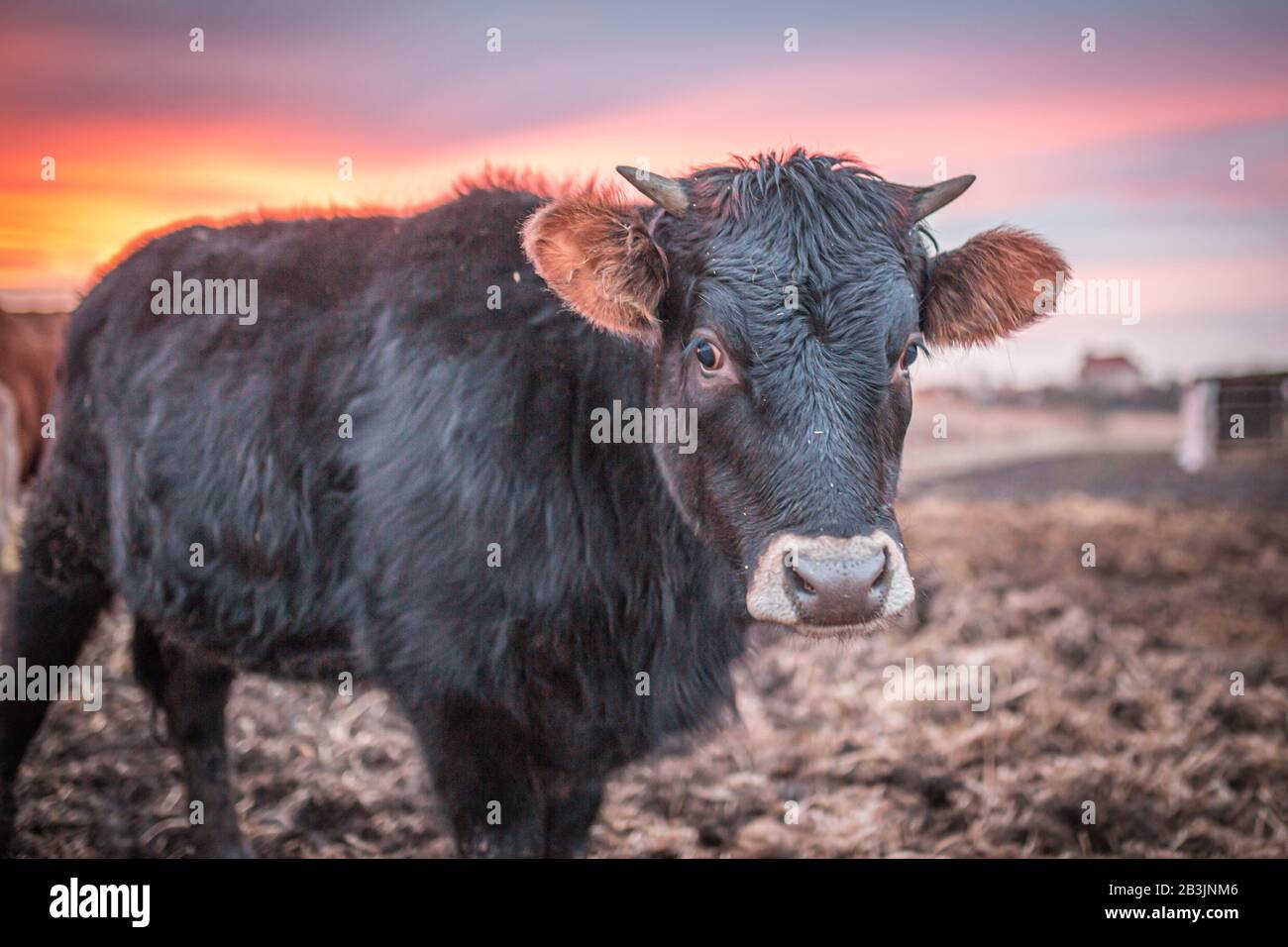 Happy cow or a bull on a muddy meadow during sunset in winter. Close up photo of black cow. Stock Photo
