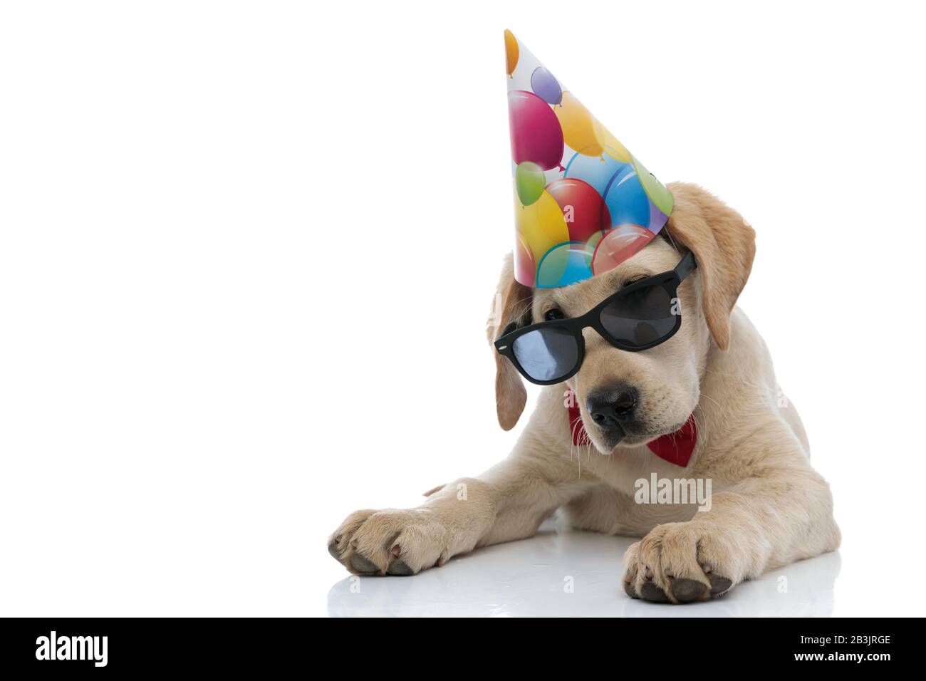 little labrador retriever puppy wearing party hat, sunglasses and red ...