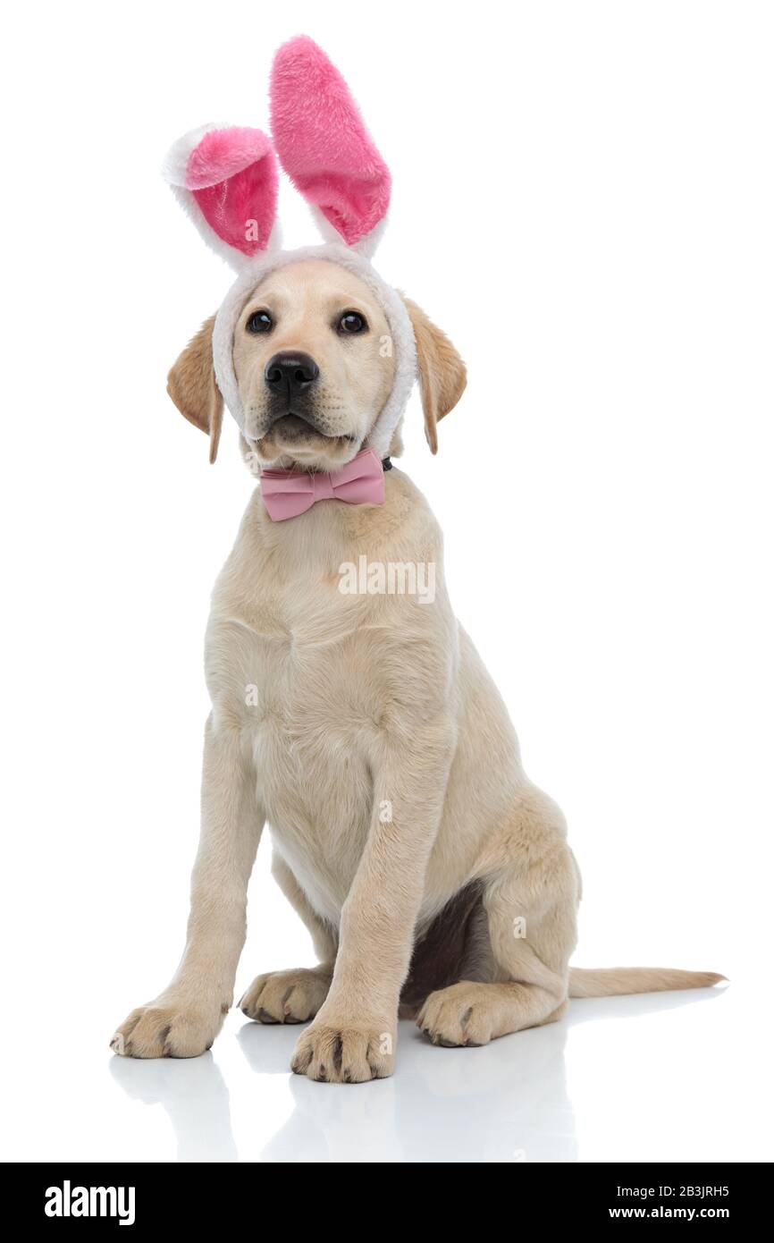 cute labrador retriever puppy wearing bunny ears and bow tie is sitting ...