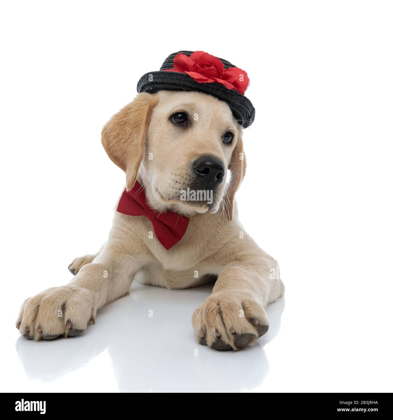 little labrador retriever puppy wearing bow tie and hat looks to side ...