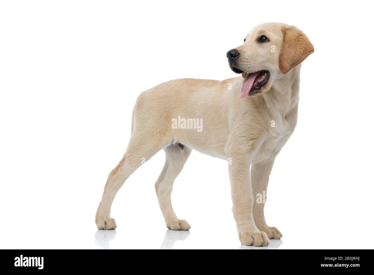 Happy Labrador Retriever Puppy Standing And Looks Back Over Its Shoulder On  White Background Stock Photo Alamy