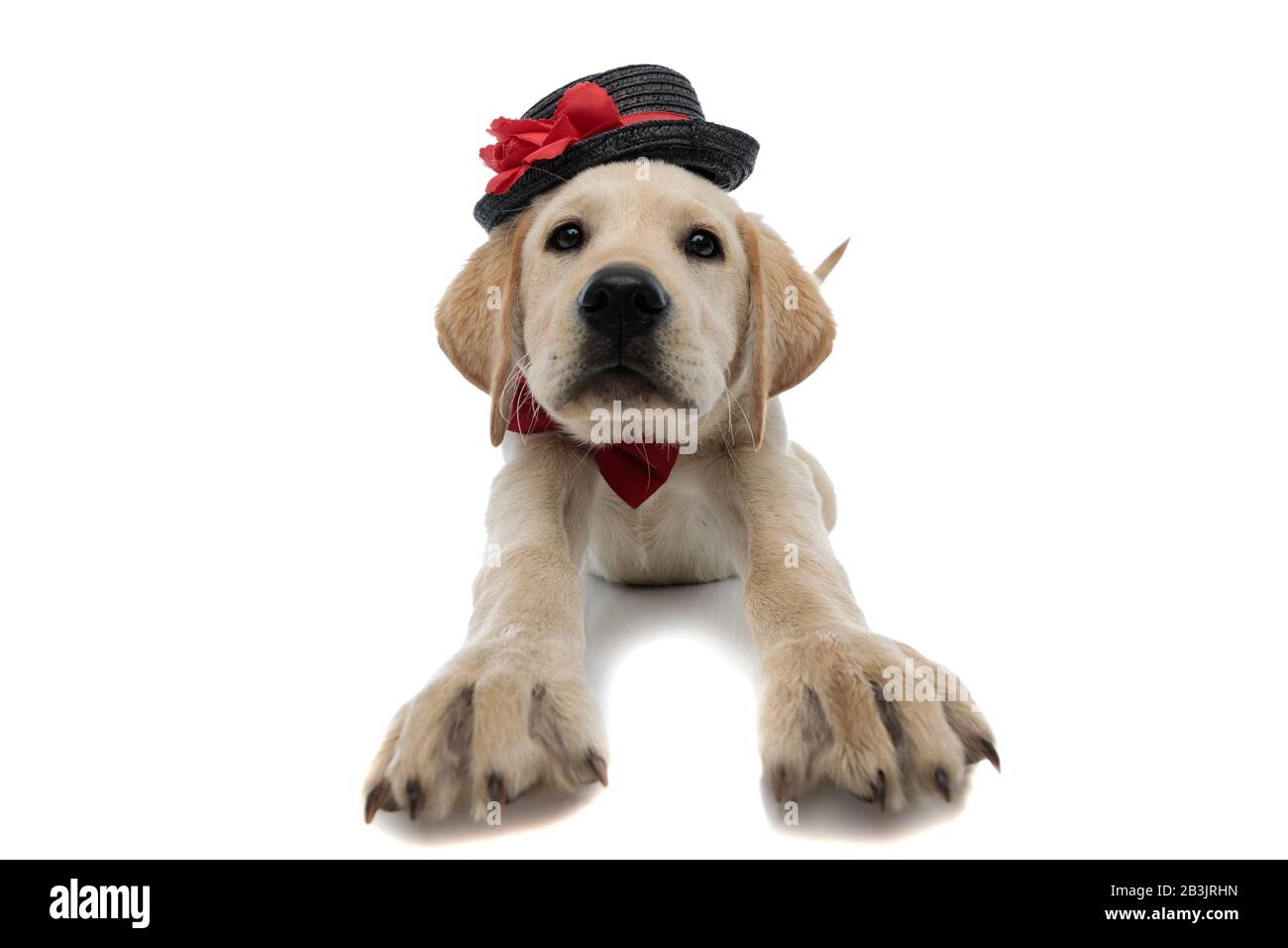 adorable labrador retriever puppy wearing hat and red bow tie is ...