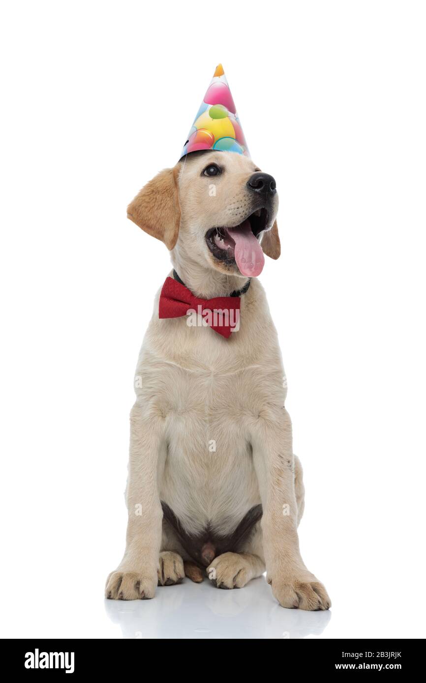 seated labrador retriever wearing party hat and red bow tie looks to ...