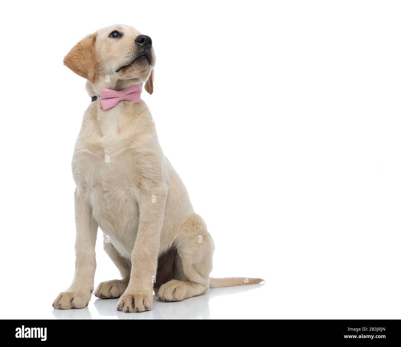 beautiful labrador retriever puppy wearing pink bow tie looks up to ...
