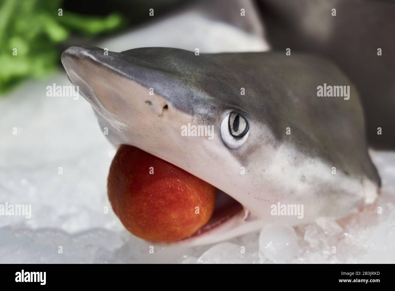 Head of a shark lies on ice on a store counter. Stock Photo