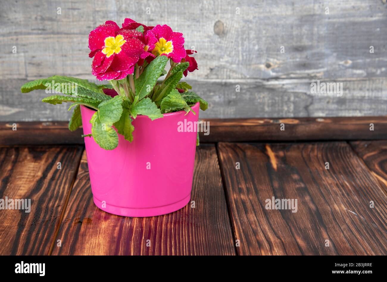 Hot pink ceramic flower pot with raspberry primrose on a wooden