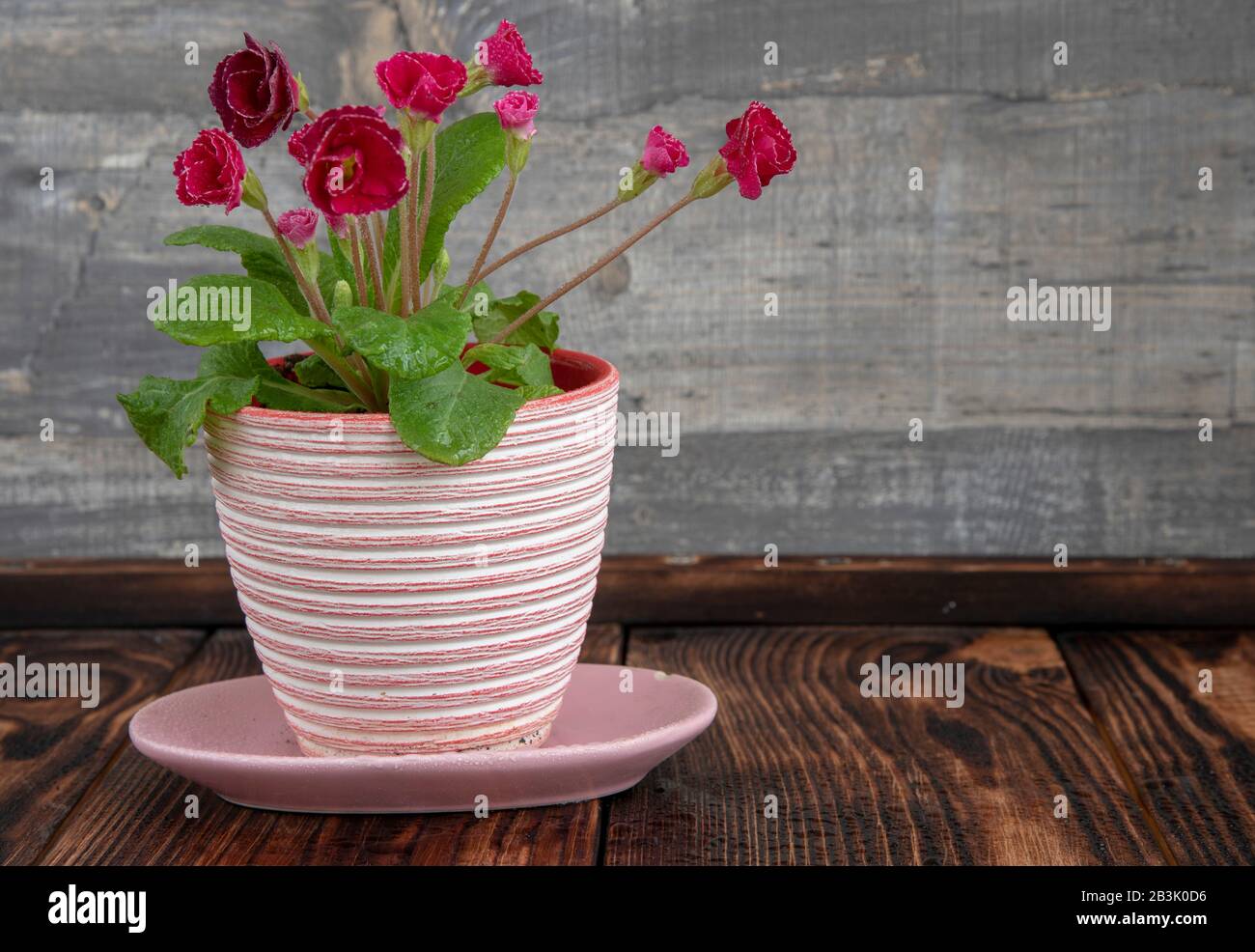 Textured white and pink flower pot with bright crimson primrose on the