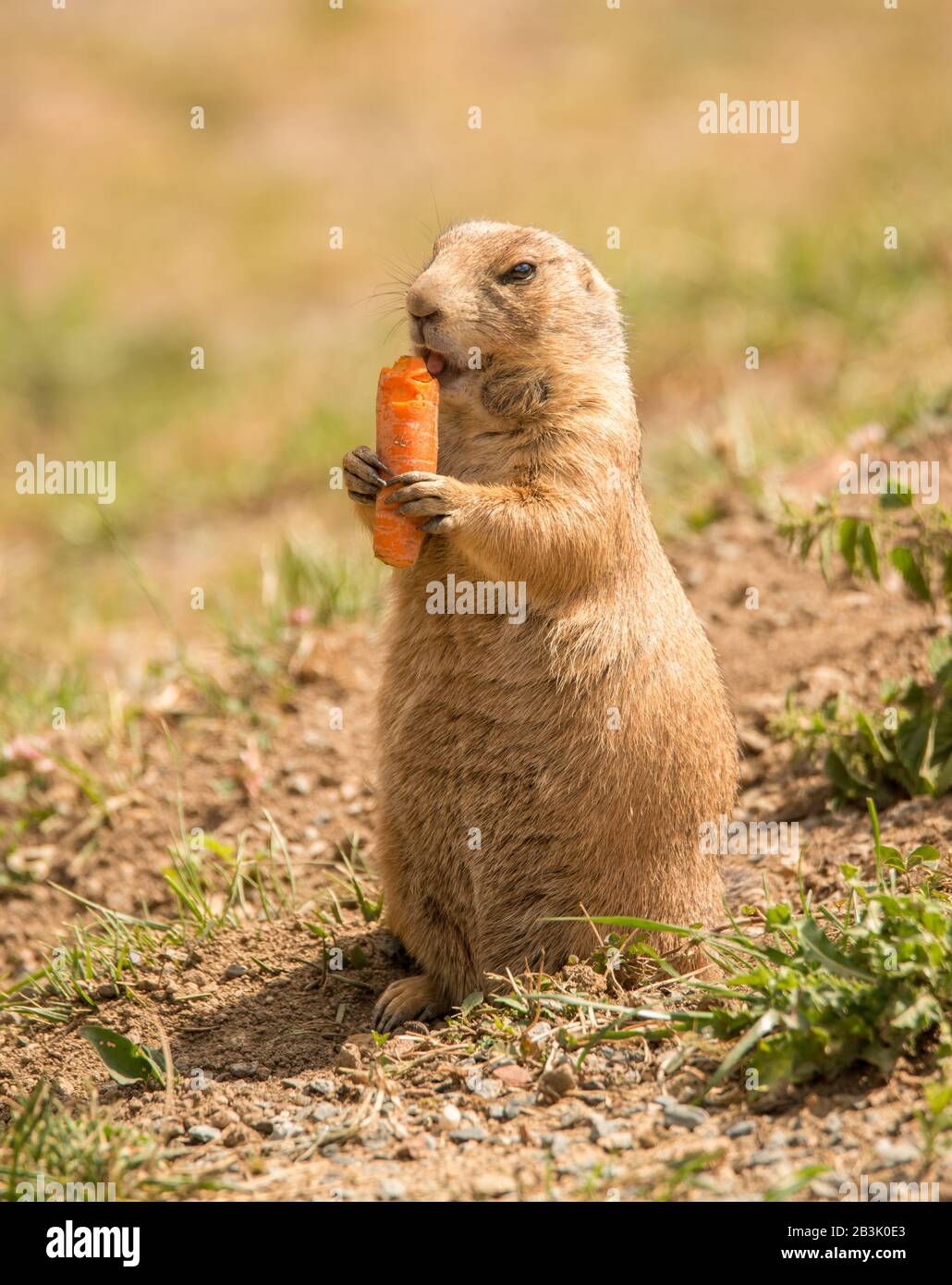 black tailed prairie dog eating carrot in zoo Stock Photo