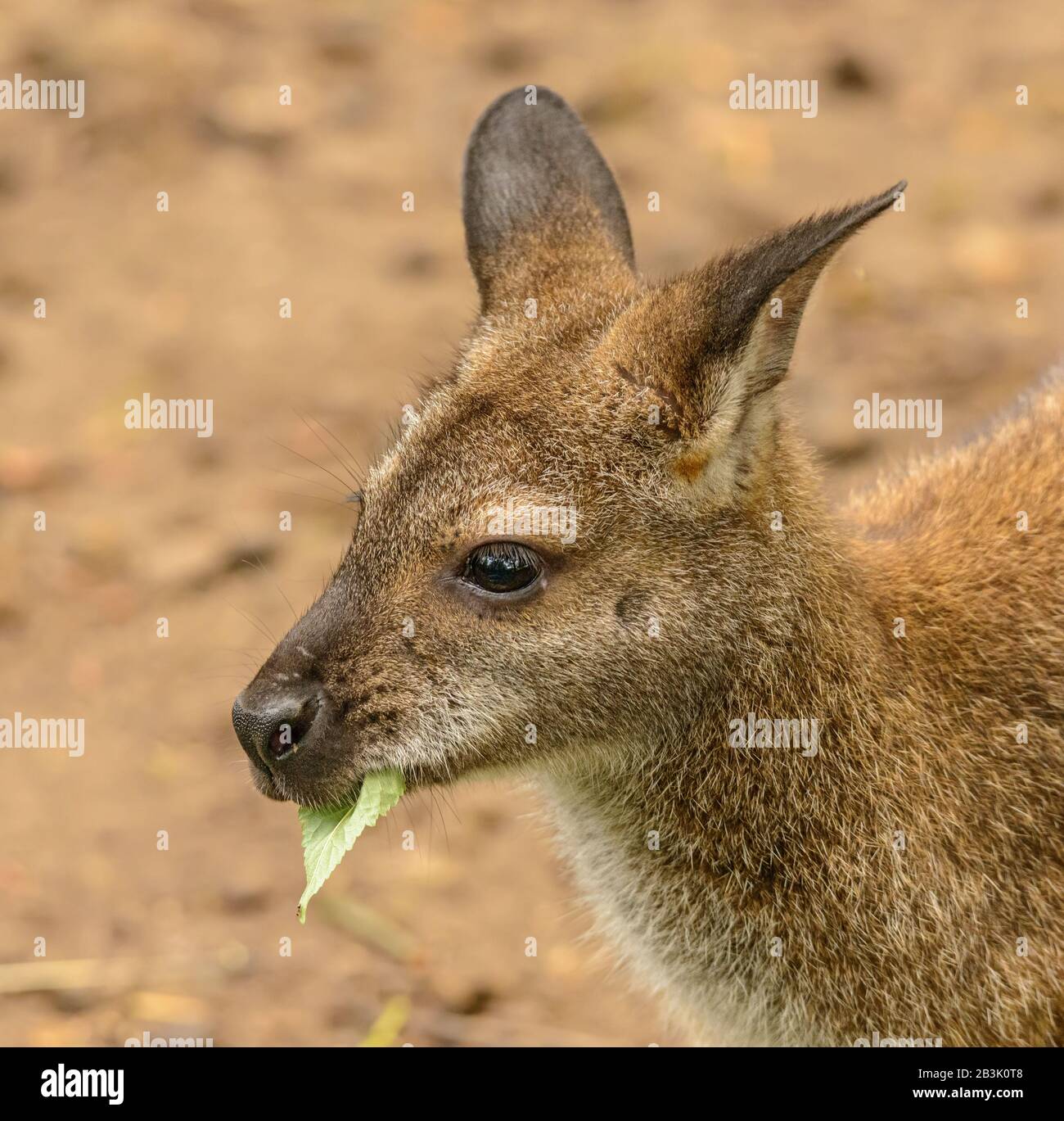 portrait of a kangaroo eating a leaf side in zoo Stock Photo Alamy