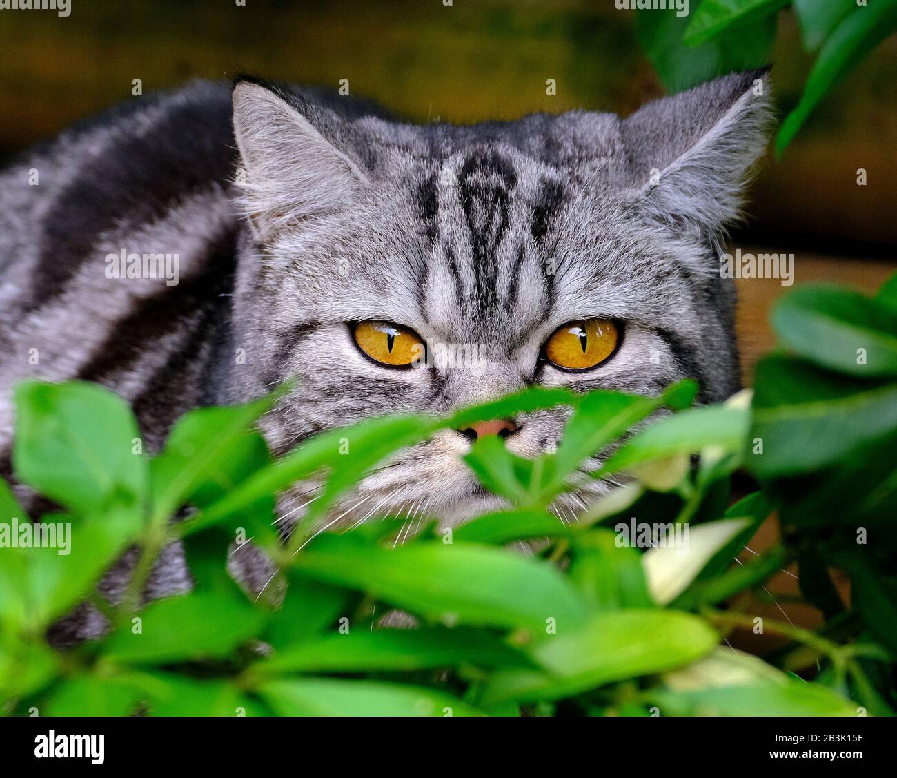 Pet cat waiting in ambush for birds in urban house garden Stock Photo ...