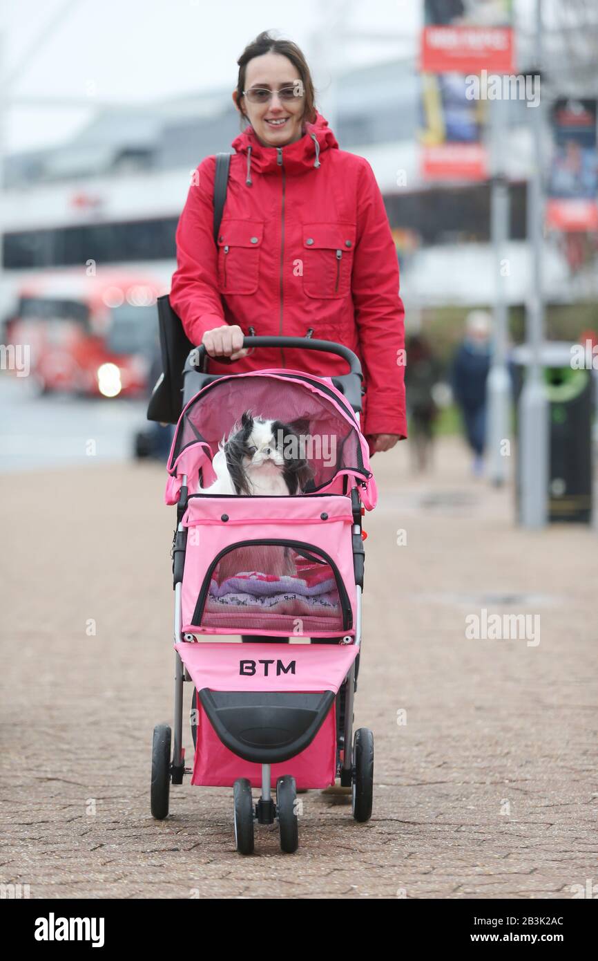 Birmingham, UK. 5th March, 2020. Birmingham NEC, UK. Dogs and their owners descend on the NEC Crufts 2020 show for Day One - Utility and Toy categories. Credit: Peter Lopeman/Alamy Live News Stock Photo