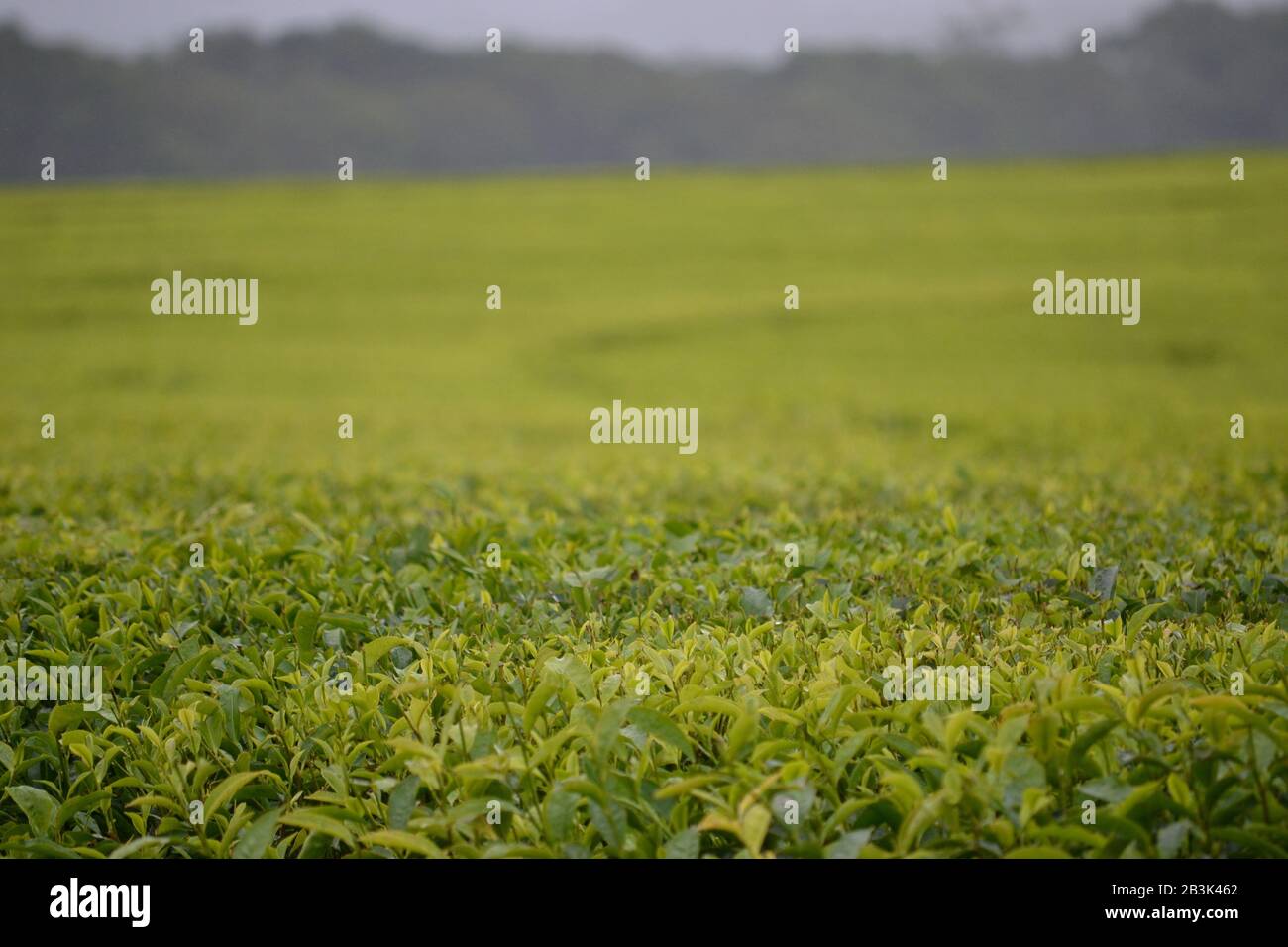 Large misty field of tea plants on a plantation in Far North Queensland