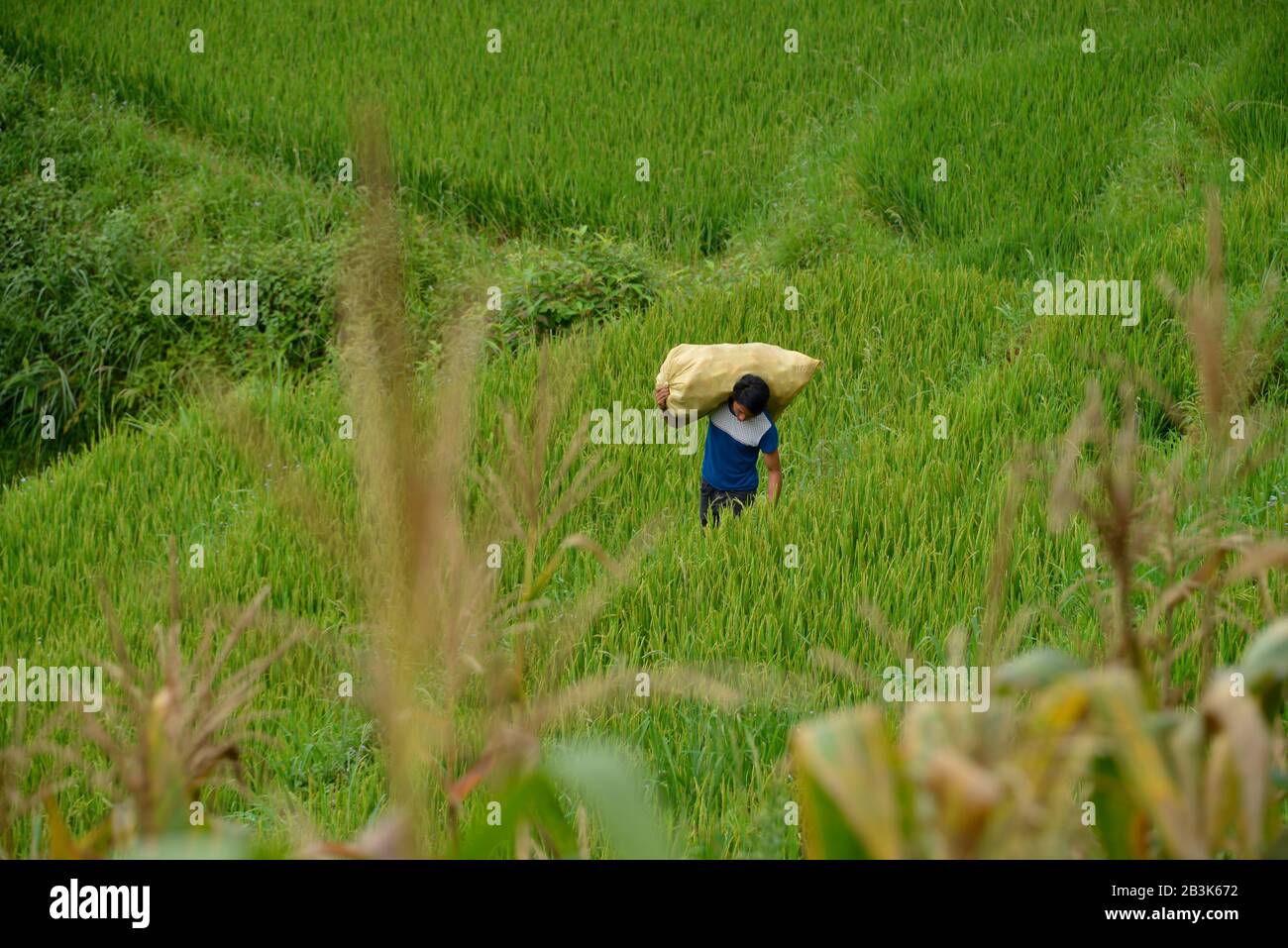 Arbeit, Reisterrasse, Tha Pin, Vietnam Stock Photo