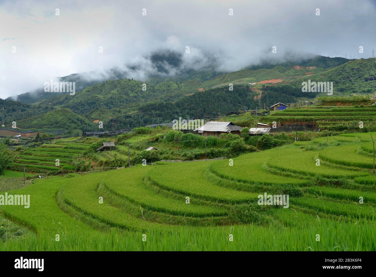 Reisterrassen, Tha Pin, Vietnam Stock Photo