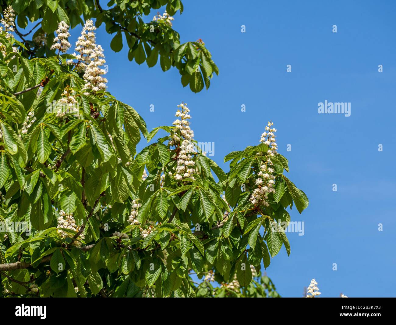 Chestnut tree in blossom hi-res stock photography and images - Alamy