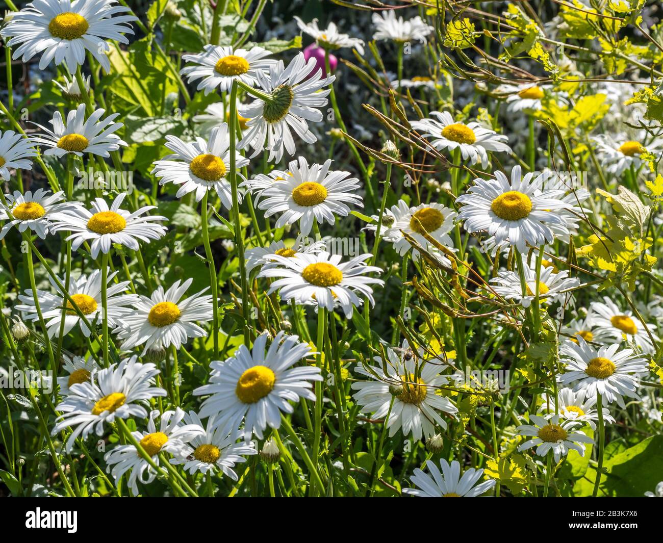 lean meadows daisy bloom in the garden Stock Photo